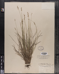 Carex echinata ssp. echinata image