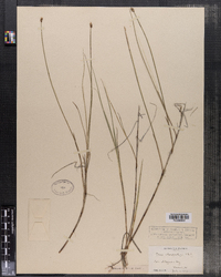 Carex chordorrhiza image