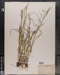 Carex debilis image