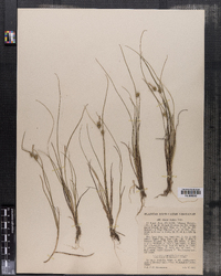 Carex viridula ssp. oedocarpa image