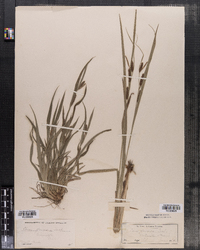 Carex flaccosperma var. glaucodea image