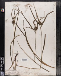 Carex intumescens image