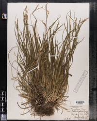 Carex laxiflora image