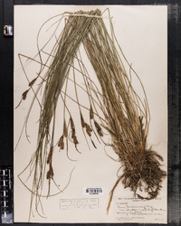 Carex nigra image