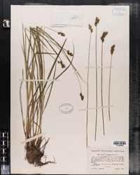 Carex oronensis image