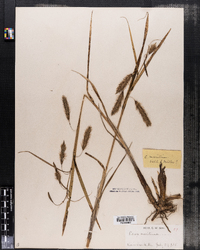 Carex paleacea image