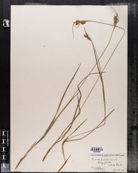 Carex pallescens image