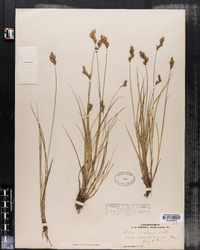 Carex scoparia image