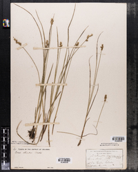 Carex sterilis image