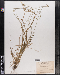 Carex sterilis image