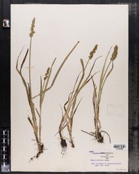 Carex stipata image