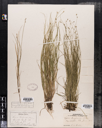 Carex trisperma image