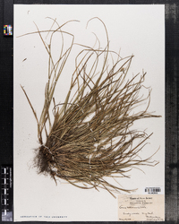 Carex willdenowii image