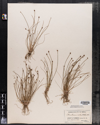 Eleocharis ovata image