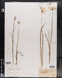 Eriophorum tenellum image