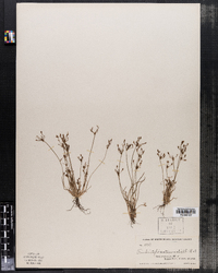 Fimbristylis autumnalis image