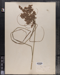 Eriophorum cyperinum image