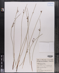 Juncus arcticus ssp. littoralis image