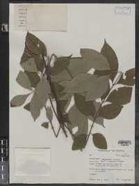 Image of Phellodendron lavallei
