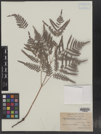 Image of Pteridium aquilinum ssp. pseudocaudatum