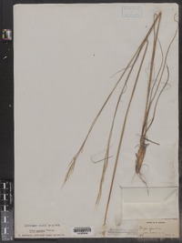 Hesperostipa spartea image