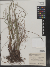 Carex oligocarpa image