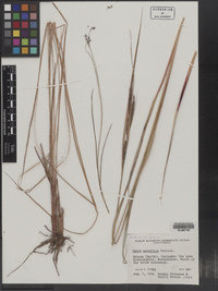 Carex aquatilis image