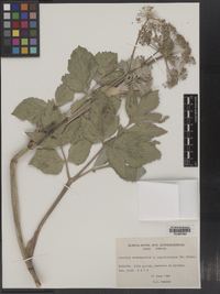 Image of Angelica archangelica