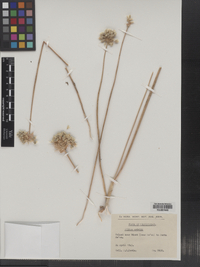 Image of Allium erdelii