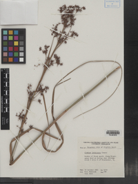 Cladium mariscus ssp. jamaicense image