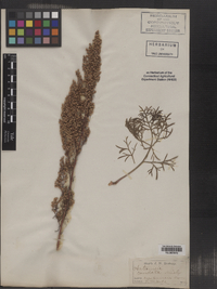 Artemisia campestris ssp. caudata image