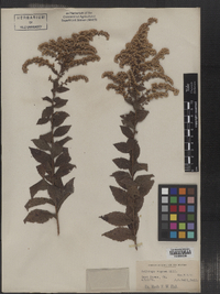 Solidago rugosa image