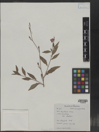 Image of Oenothera rosea