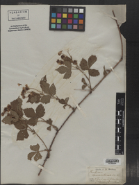 Rubus canadensis image