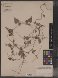 Polygonum scandens var. dumetorum image