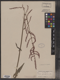 Rumex acetosa image