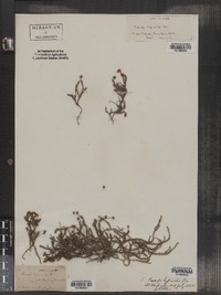 Harrimanella hypnoides image