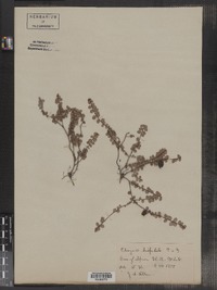 Gaultheria hispidula image
