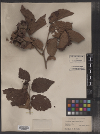 Corylus americana image