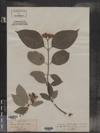 Cornus sericea ssp. sericea image