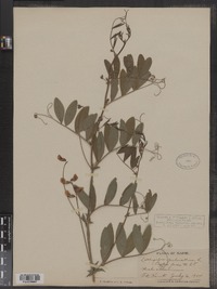 Lathyrus palustris image