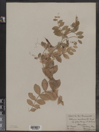 Lathyrus japonicus var. glaber image