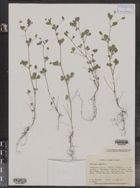 Medicago lupulina image