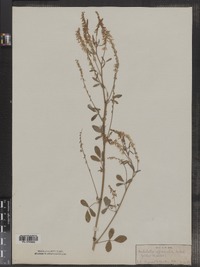 Melilotus officinalis image