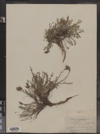 Oxytropis campestris var. coerulea image