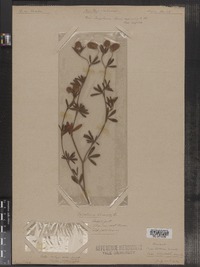 Trifolium arvense image