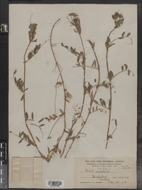 Vicia sativa image