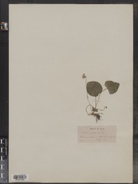 Viola palustris image