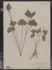 Viola pubescens var. pubescens image