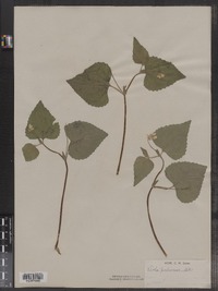 Viola pubescens image